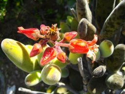 Cotyledon tomentosa subsp. ladismithiensis flowers