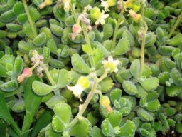 Cotyledon tomentosa subsp. tomentosa in flower