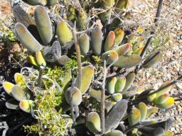 Cotyledon tomentosa subsp. ladismithiensis