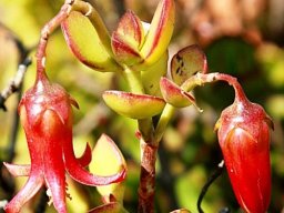 Cotyledon woodii flower and bud