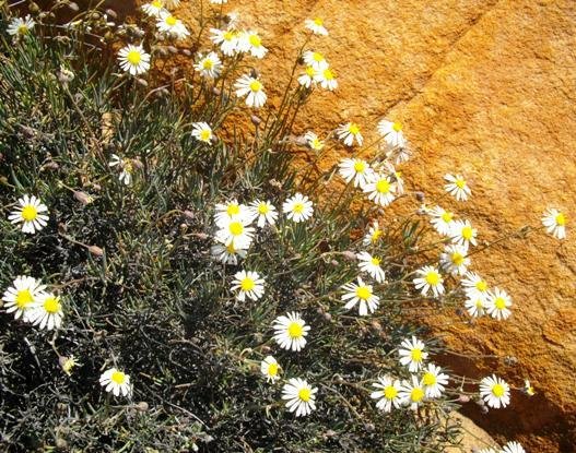 Crassothonna alba