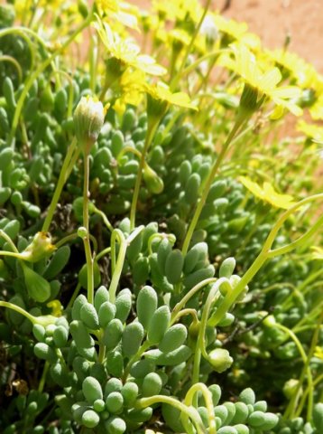Crassothonna sedifolia peduncles