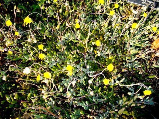 Crassothonna capensis forming a carpet