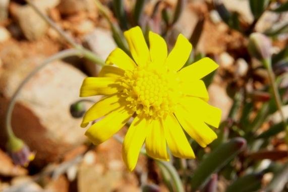 Crassothonna cylindrica flowerhead