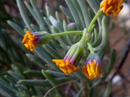 Crassothonna cylindrica, ossierapuis old flowerheads