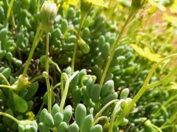 Crassothonna sedifolia peduncles
