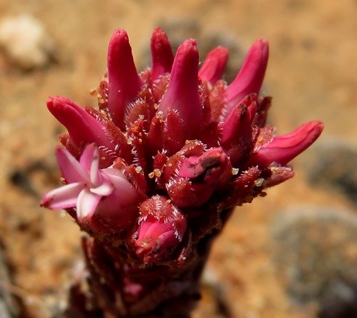 Crassula alpestris subsp. alpestris sepal fringes