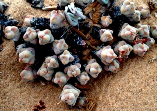 Crassula plegmatoides stem-tips
