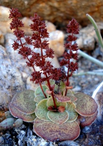 Crassula pseudohemisphaerica