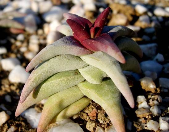 Crassula congesta subsp. laticephala new leaf colouring