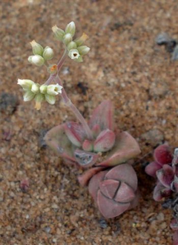 Crassula hybrid 
