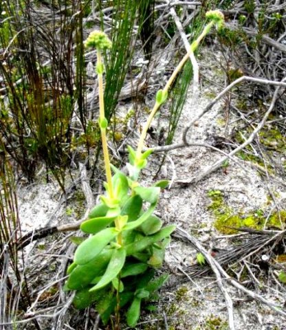 Crassula fallax