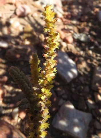 Crassula muscosa var. muscosa flowering yellow