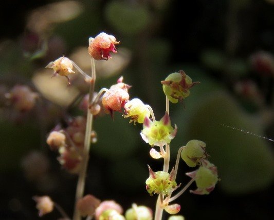Crassula nemorosa nodding globules