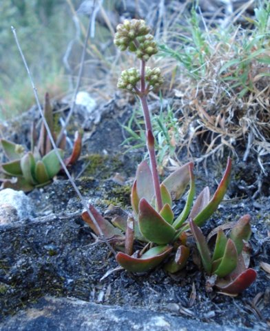 Crassula nudicaulis var. nudicaulis in Bainskloof