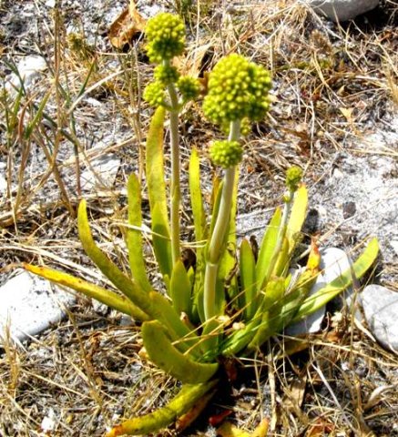 Crassula nudicaulis var. nudicaulis, a study in yellow-green