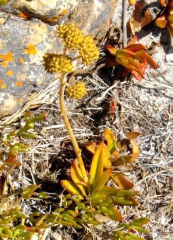 Crassula nudicaulis var. nudicaulis inflorescence