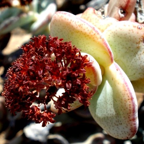Crassula sladenii leaves of the groot inrygertjie