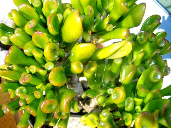 Crassula ovata leaves appearing window-like