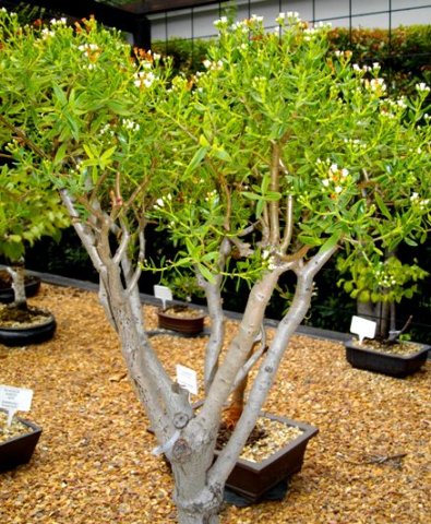 Crassula sarcocaulis subsp. sarcocaulis