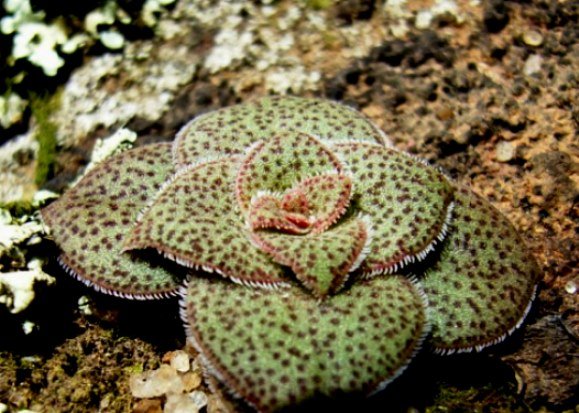 Crassula setulosa var. setulosa forma setulosa spotted leaf rosette