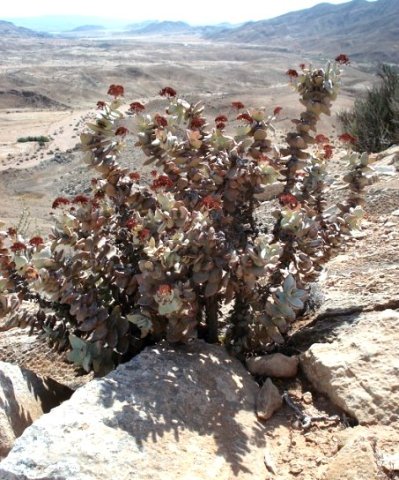 Crassula sladenii well branched