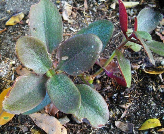 Crassula streyi leaves