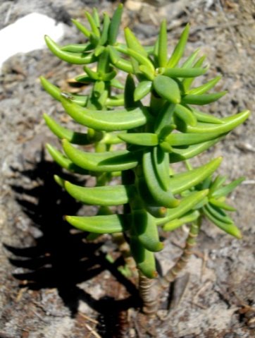 Crassula tetragona