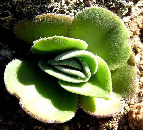 Crassula tomentosa var. tomentosa leaves