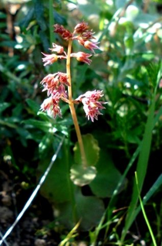 Crassula umbella old flowers