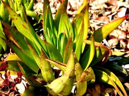 Crassula alba