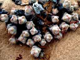 Crassula plegmatoides stem-tips