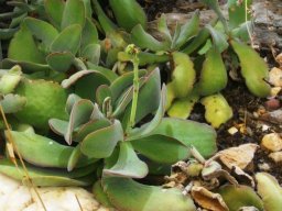 Crassula cotyledonis