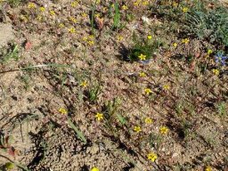 Crassula dichotoma 