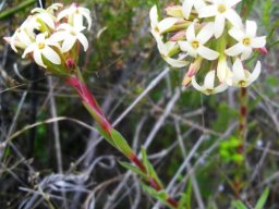 Crassula fascicularis flower fascicles