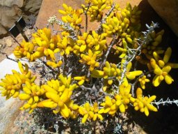 Crassula grisea