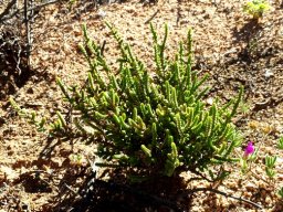 Crassula muscosa var. obtusifolia