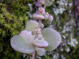 Crassula nemorosa