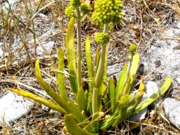Crassula nudicaulis var. nudicaulis, a study in yellow-green