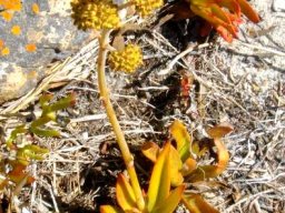 Crassula nudicaulis var. nudicaulis inflorescence