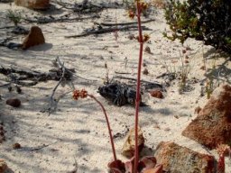 Crassula nudicaulis var. platyphylla at home