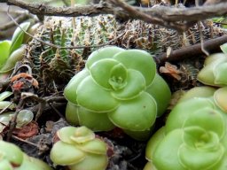 Crassula orbicularis, not all bright green rosettes 