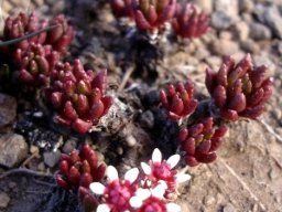 Crassula peploides leaves and flowers