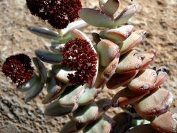 Crassula sladenii dry inflorescences