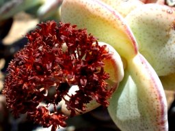 Crassula sladenii leaves of the groot inrygertjie