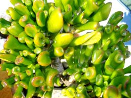 Crassula ovata leaves appearing window-like