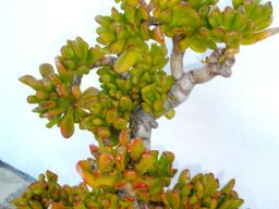 Crassula ovata, the Shrek&#039;s ears version