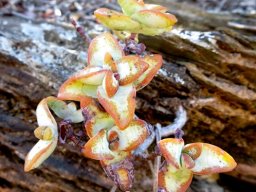 Crassula rupestris toughing it out