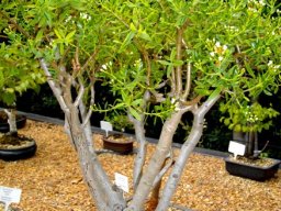Crassula sarcocaulis subsp. sarcocaulis