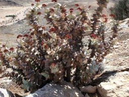 Crassula sladenii well branched